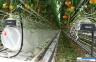 Uprawa prowadzona jest na wiszących rynnach, w niektórych rzędach pod rynnami umieszczone są rękawy nadmuchowe, prze które wprowadzane jest w odpowiednich proporcjach powietrze z zewnątrz