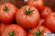 Ducovery, DeRuiiter, Monsanto