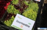 Sałata Gourmandine