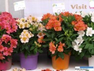 Alstroemeria Colorita - odmiany Eliane Light Pink i Eliane Orange (Royal van Zanten)_FlowerTrilas 2016