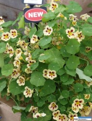 Tropaeolum Orchid Cream (Thompson and Morgan)