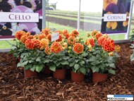 Dahlia_Experimental_Hem Genetics