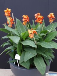 Canna Cannova 'Orange Shades' (Takii