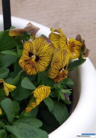 Viola Tiger Eye Yellow (Floranova
