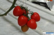 pomidor cardyna