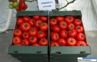 pomidor Tamaris F1
