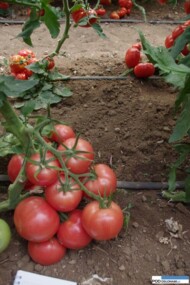 Pomidor malinowy pod numerem 152-464