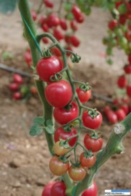 Koktajlowy pomidor malinowy pod numerem 423