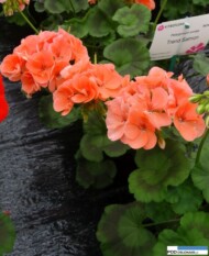 Pelargonium zonale Trend 'Salmon'