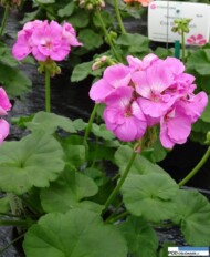Pelargonium zonale Eco 'Blue Touch'
