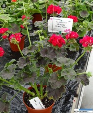 Pelargonium zonale Brocade 'Cherry Night'