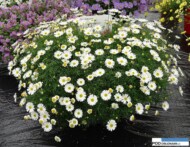 Brachyscome Surdaisy 'White'