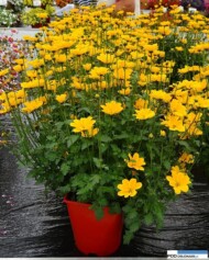 Bidens Golden Empire