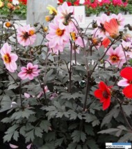 Dahlia_Mystic