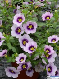 CalibrachoaHulaLavender_Vitroflora 2016