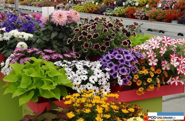 Vitroflora_Dni Otwarte2016