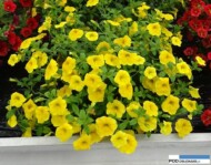 Calibrachoa Aloha Kona 'Yellow'