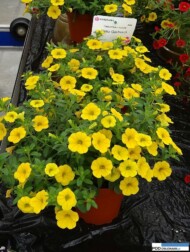 CalibrachoaAlohaGoldrush_Vitroflora 2016
