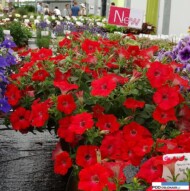 Petunia Ray 'Red'