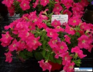 Petunia Ray 'Candy Pink',