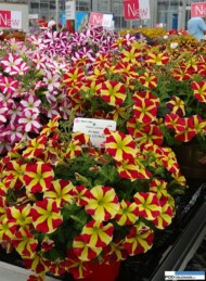 Petunia Amore 'Queen of Hearts'