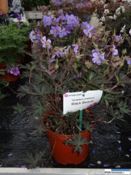 Geranium pratense 'Black Beauty'