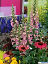Digitalis-valinii_BerryCanary_Dni Otwarte Vitroflora 2016