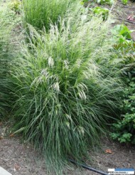 Deschampsia_caespitosaTardiflora_Vitroflora 2016