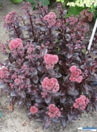 Sedum_telephiumOrbitBronze_Vitroflora