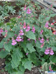 Rehmannia_MagicDragon_Vitroflora