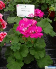 Pelargonium Xtreme 'Lilac'