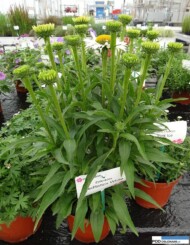 Echinacea 'Mediation White'_Dni Otwarte Vitroflory 2016