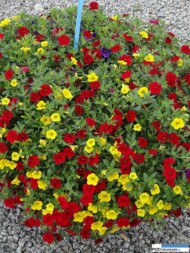 CalibrachoaMixMasterTropicana__Florensis_Wojslawice 2016