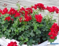 Pelargonium-peltatumToscanaPaula_Florensis_Wojslawice 2016