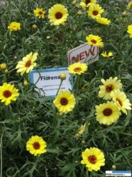 Argyranthemum frutescens MaxiMum 'Bright Yellow'_Florensis_Wojslawice 2016