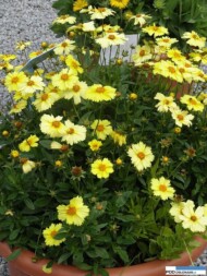 Coreopsis grandiflora Solanna 'Glow'_Florensis_Wojslawice 2016