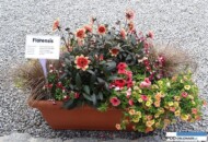 Zestaw_Carex-flagellifera_AnthirrhinumAntiquityRedWhite_DahliaDahlegriaRedYellow_PetuniaGOTuniaOrange_CalibrachoaChameleonSunshineBerry_Florensis_Wojslawice 2016