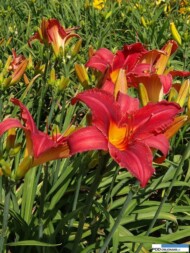 Hemerocallis 'Kardynał Wyszyński'_Wojslawice