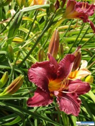 Hemerocallis_Wroclaw_Wojslawice