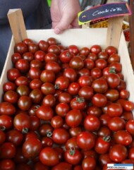 Owoce pomidora Cookie F1_Florensis_Wojslawice 2016