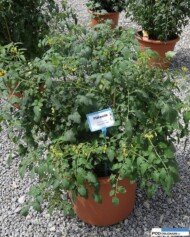 Pomidor Balconi Red_Florensis_Wojslawice 2016