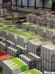 Royal FloraHolland_Aalsmeer