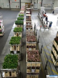 Royal FloraHolland