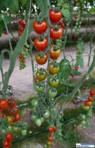 Luciplus, koktajlowa