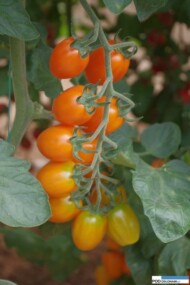 Testowany pomidor o owocach pomarańczowych, śliwkokształtnych