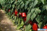 czerwone odmiany papryk