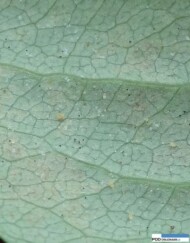 Efekty działania dobroczynka szklarniowego ((Phytoseiulus persimilis) – pozostałości zabitych (wyssanych) przez drapieżcę przędziorków, widoczne jako czarne punkty na liściu _gospodarstwo Marek Dzida 2016