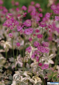 Astrantia major Star of Magic