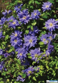 Clematis Copernicus