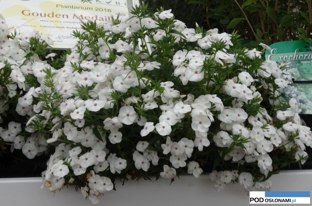 Phlox On-and-On White_Plantarium 2016